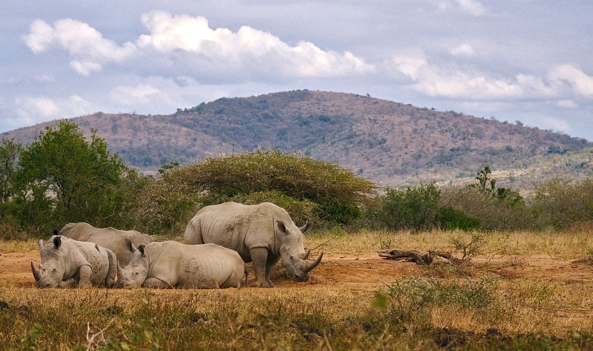 Nosorožci v parku v Jižní Africe. Od počátku karanténních opatření bylo v Africe upytlačeno již několik těchto zvířat. Autor: Matthias Mullie, Zdroj: Unsplash